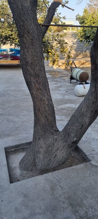 O'rik o'tin sotiladi