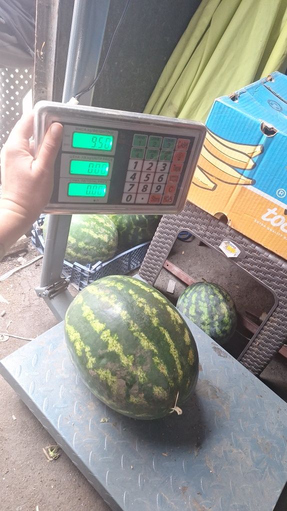 Дини на едро  Арашан каристан