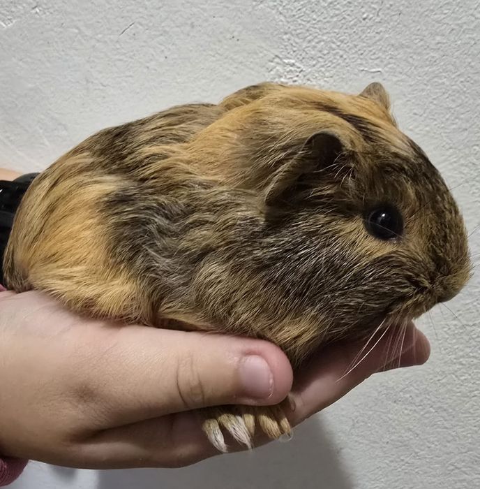 Porcusori de guineea