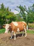 Vând vaca gestanta in 8 luni