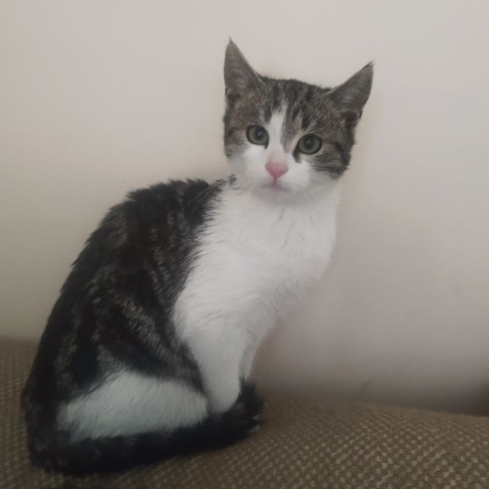 котенца от Созопол