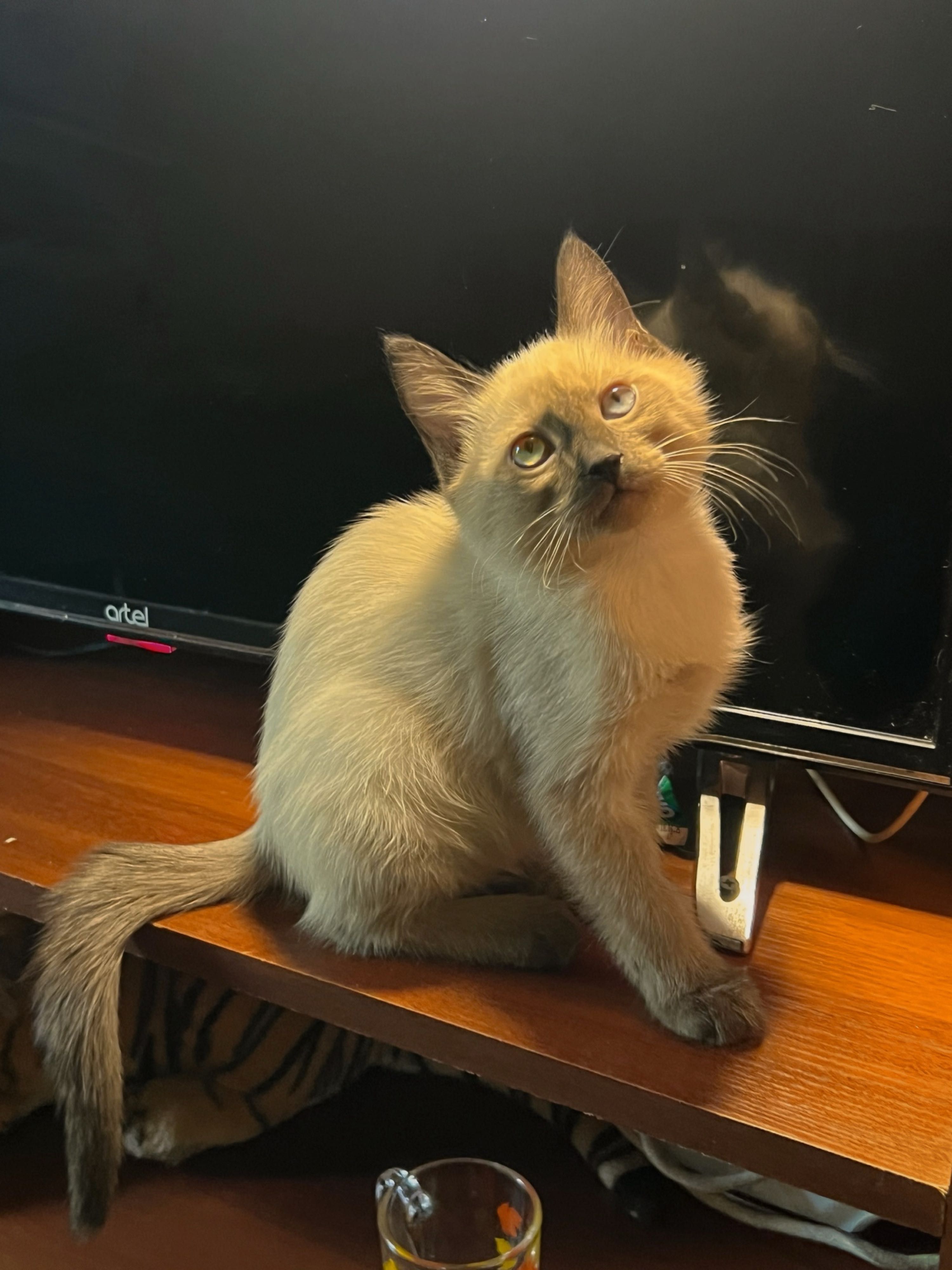 Продаются котята Рэгдолл