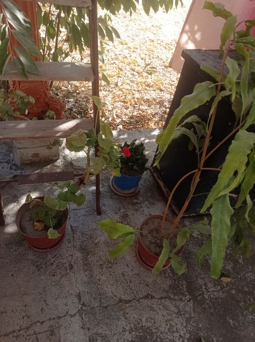 Цветочки в горшках разные