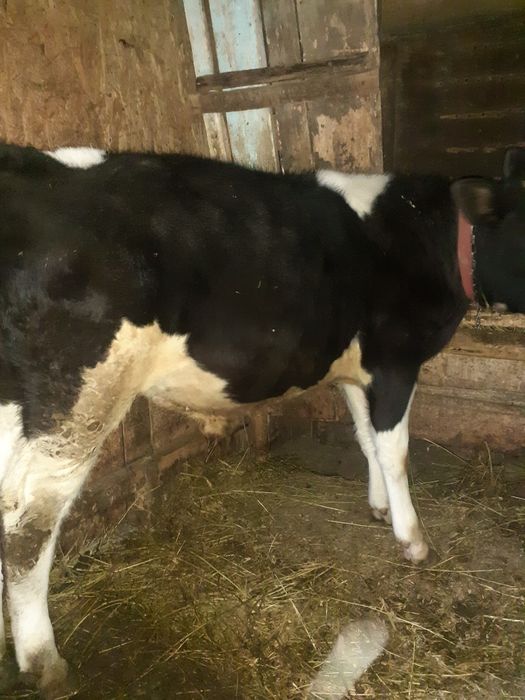 Vand vitel de 3 luni