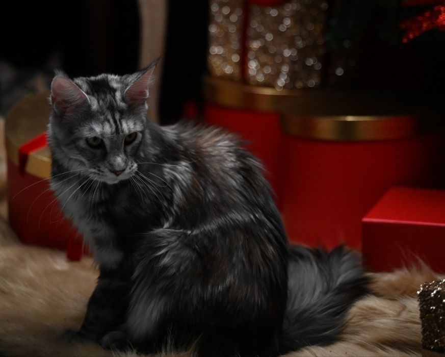 Pisică Maine Coon- Esfir