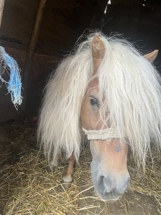 Vând ponei 3000lei negociabili