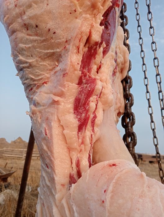 Согым. Конина. Мясо.