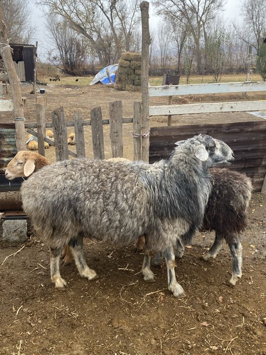 3 Жасар Кошкар Сатылады