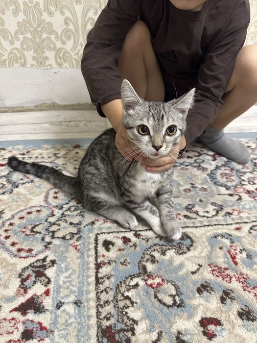 Отдам бесплатно прода Шотландская