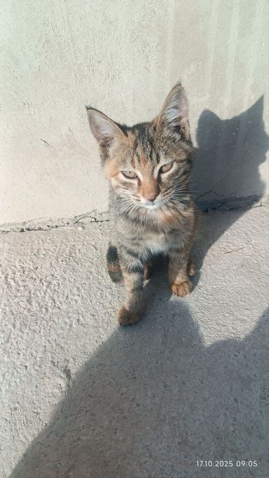 Отдам даром! Котята в хорошие руки