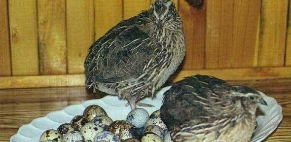 Яйца инкубационные перепел