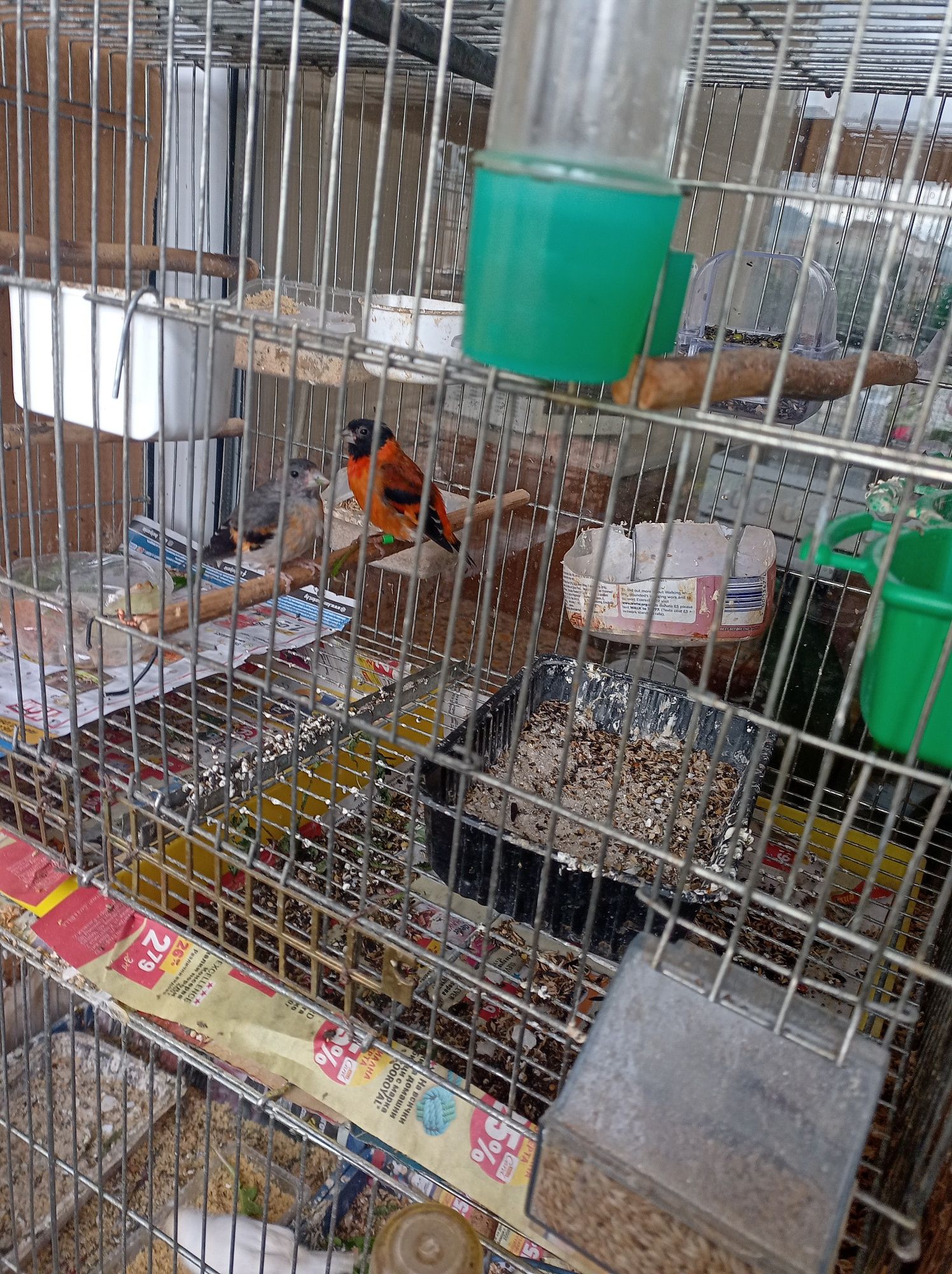 Продавам чифт венецуелски скатии