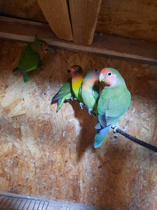 Agapornis disponibili