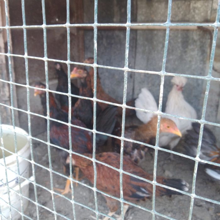 Уйда бокиган товук молотка сотилади срочно