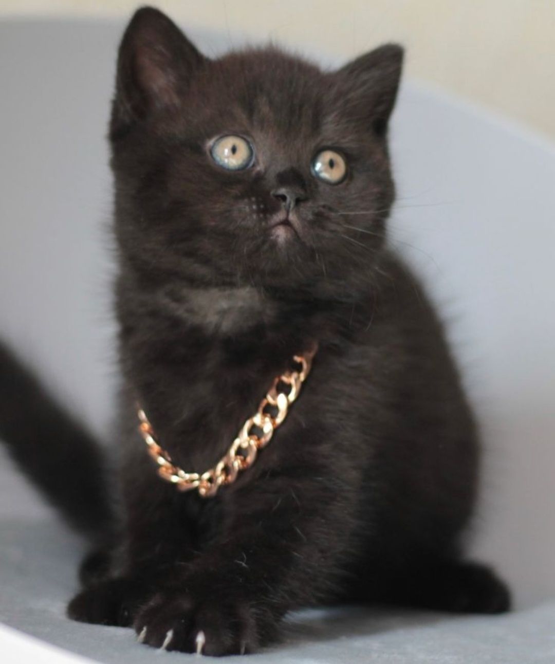 British Black băiețel