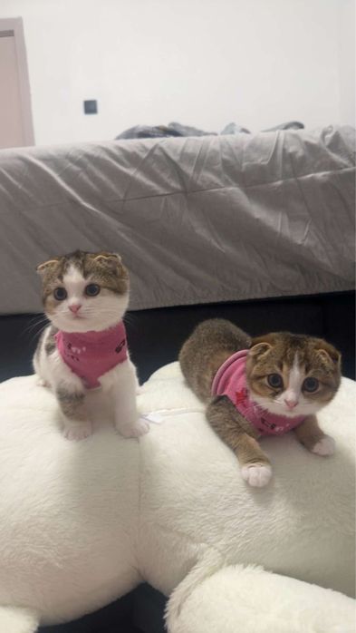 Шотландски британски чинчила котета