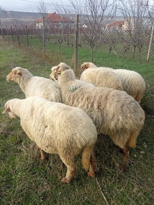 Vand 6 oi cu miel in burta