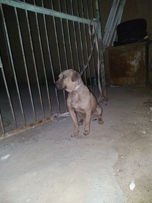 Stafr kuchuk sotiladi