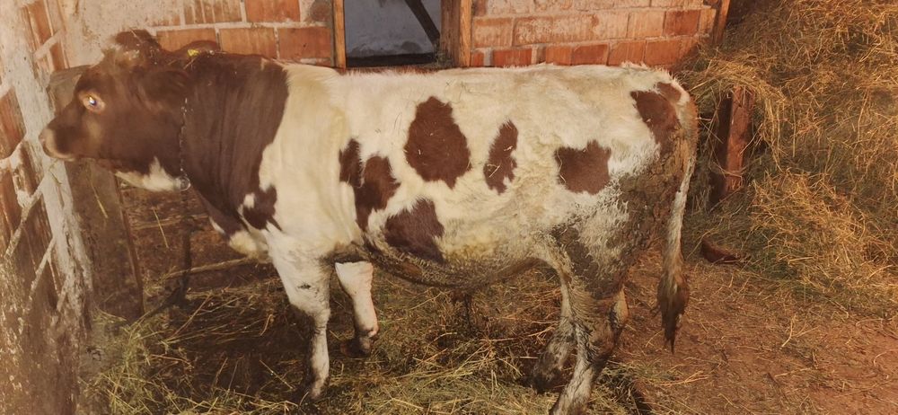Vând Vițel Rasa Bălțat