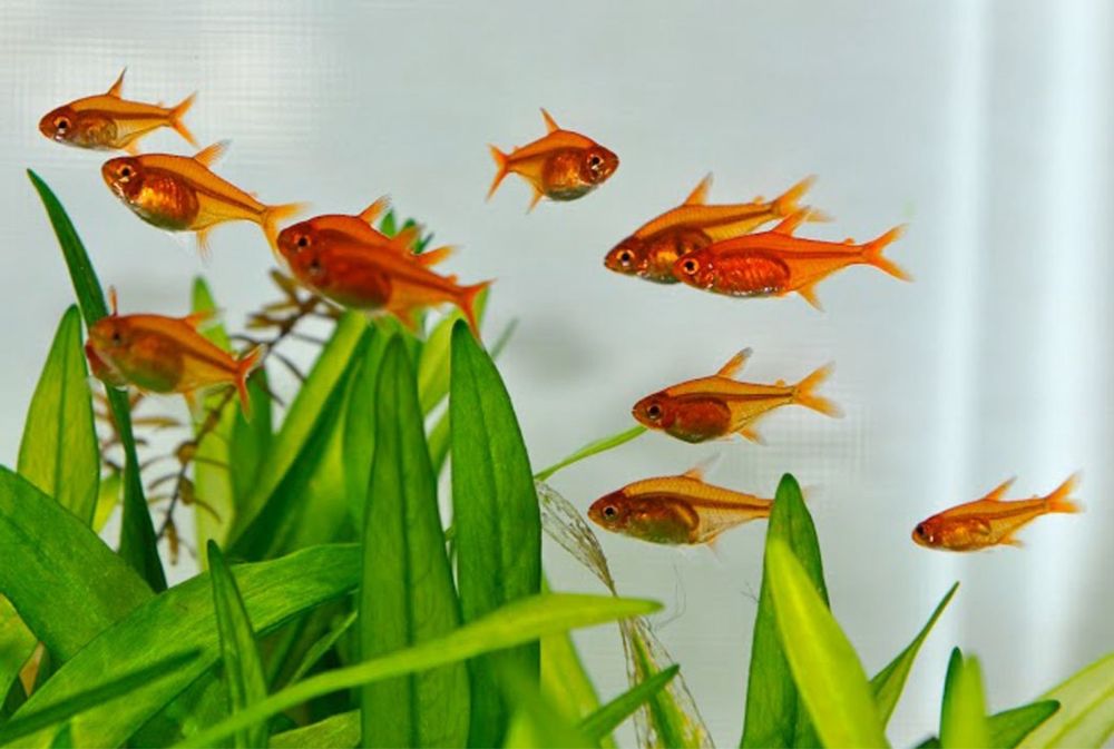 Тетра Аманда, яркие мелкие рыбки которые будут радовать ваш взгляд