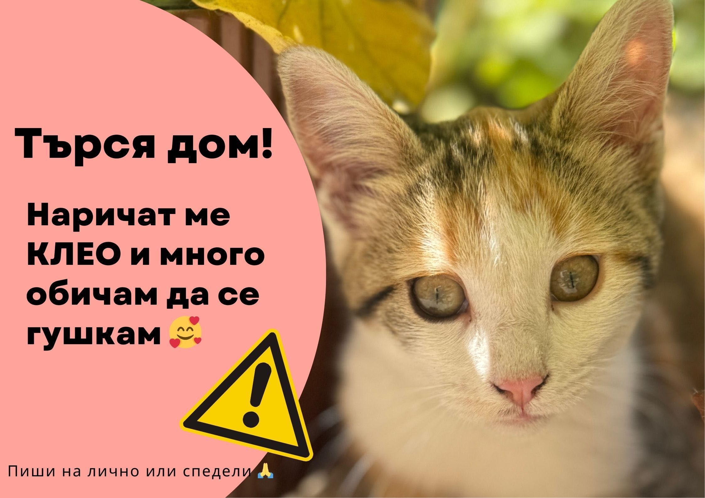 Подарявам две котета