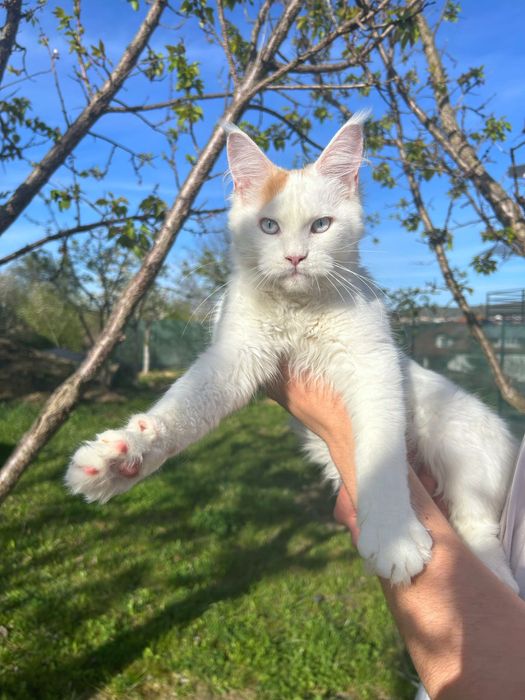 Femela ochi albastri