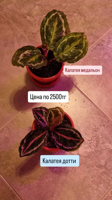 Фикусы разные , юкка и диффенбахия.Цветы для дома и офиса