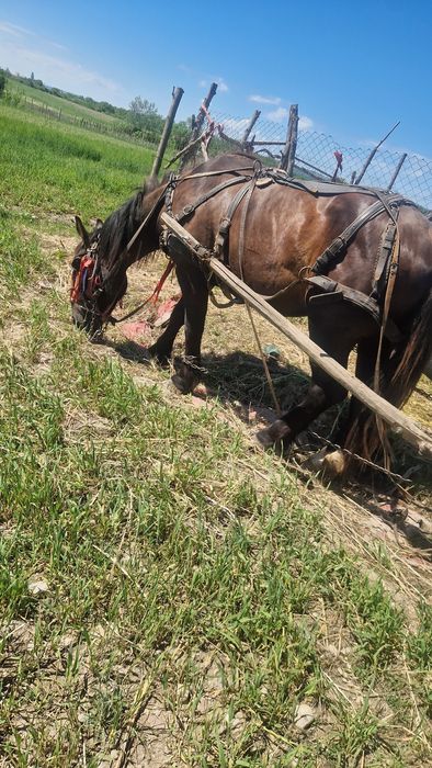 Vând armăsar de 2 ani și 7 luini