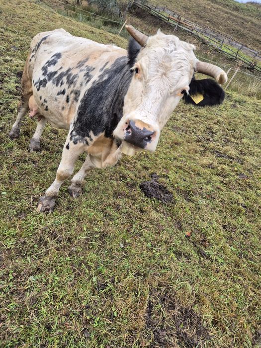 Vând vacă cu vițea.