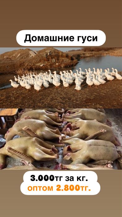 Домашние гуси. 3.000тг за кг.