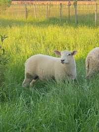 vand berbecut texel