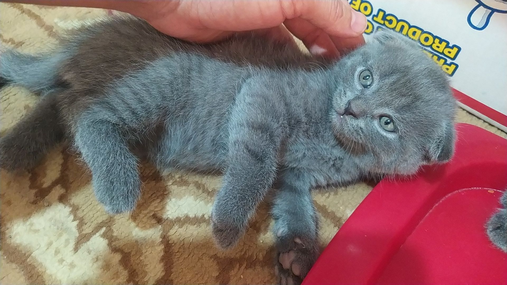 Прекрасные Котята Скотиш Фолд