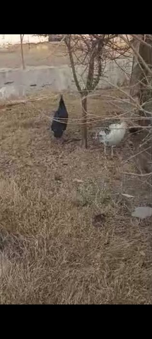 Moda kurkalar sotiladi