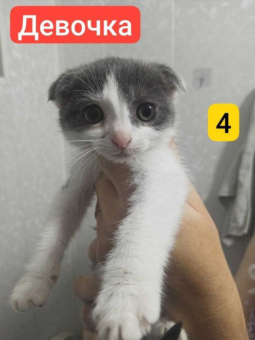 Продаются  4 котенка