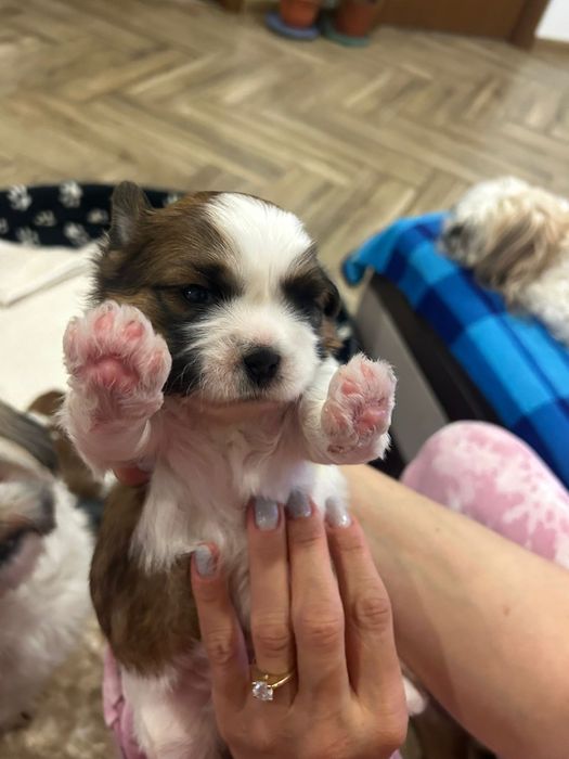 Căței shih tzu rasa pura detin ambii părinți