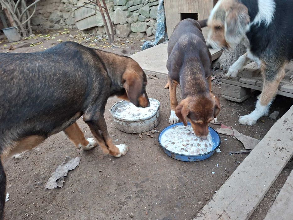 Подарявам кучета