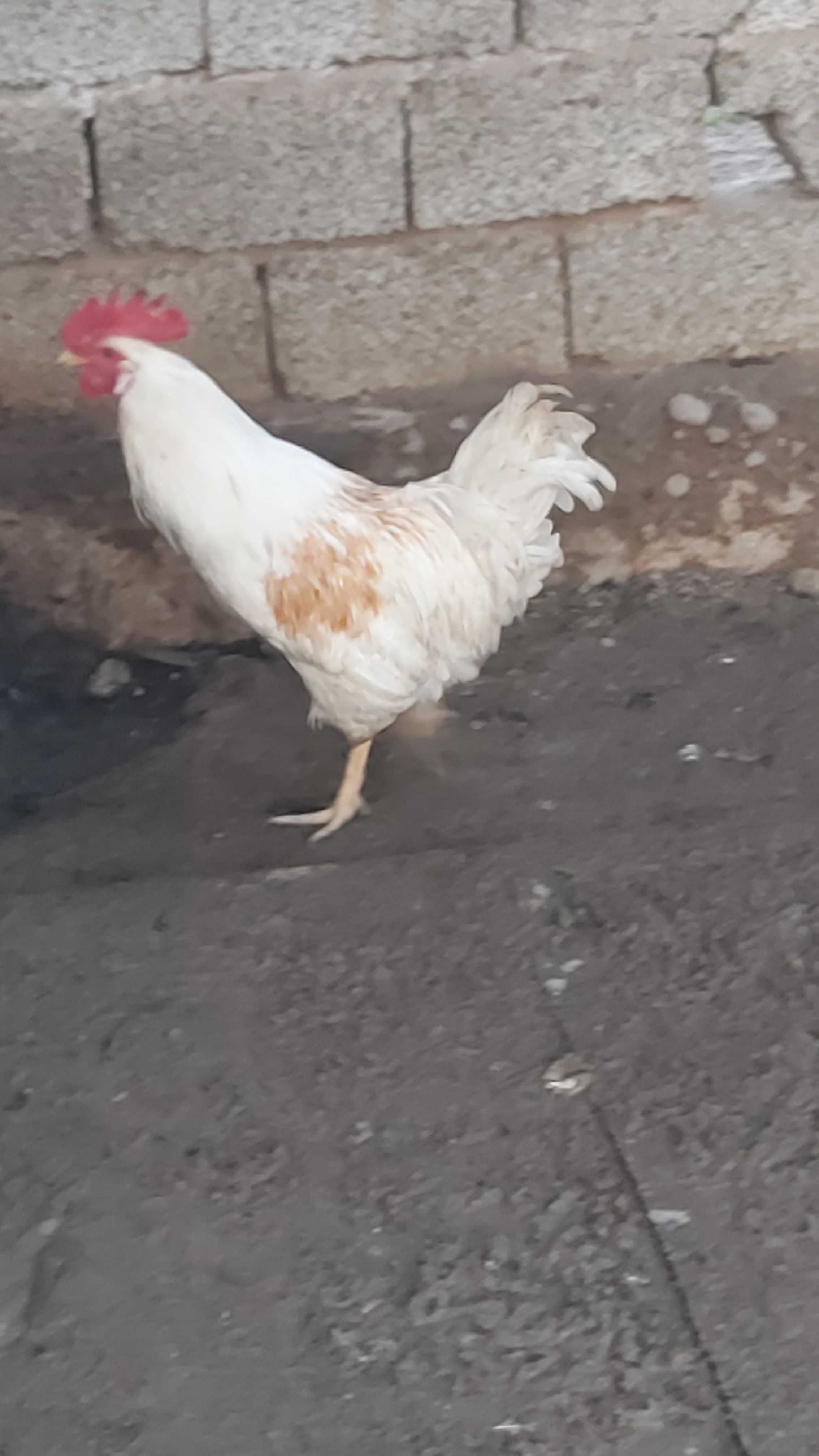 Продаются петухи