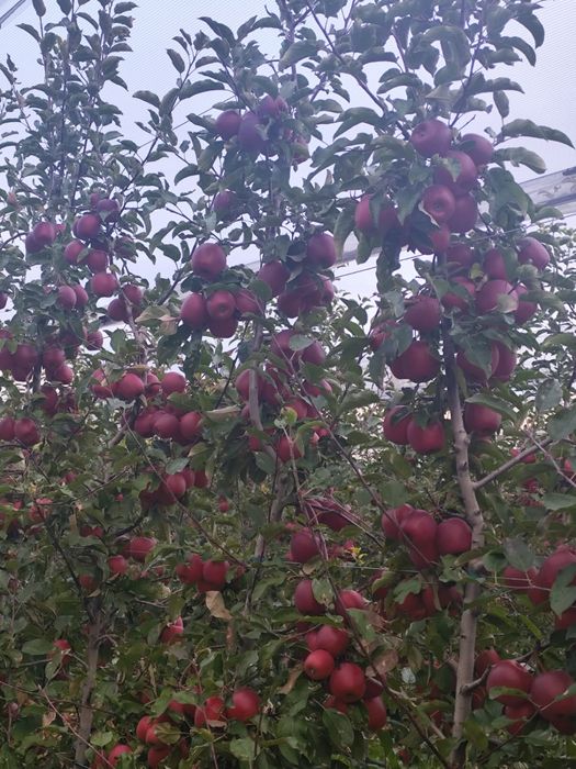 Mere Suc si industrie