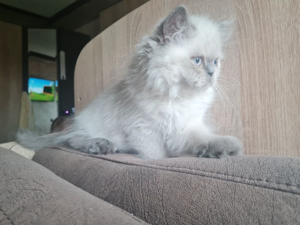 Персийско коте/колорпойнт