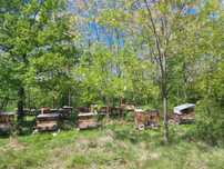 Produse apicole de vanzare