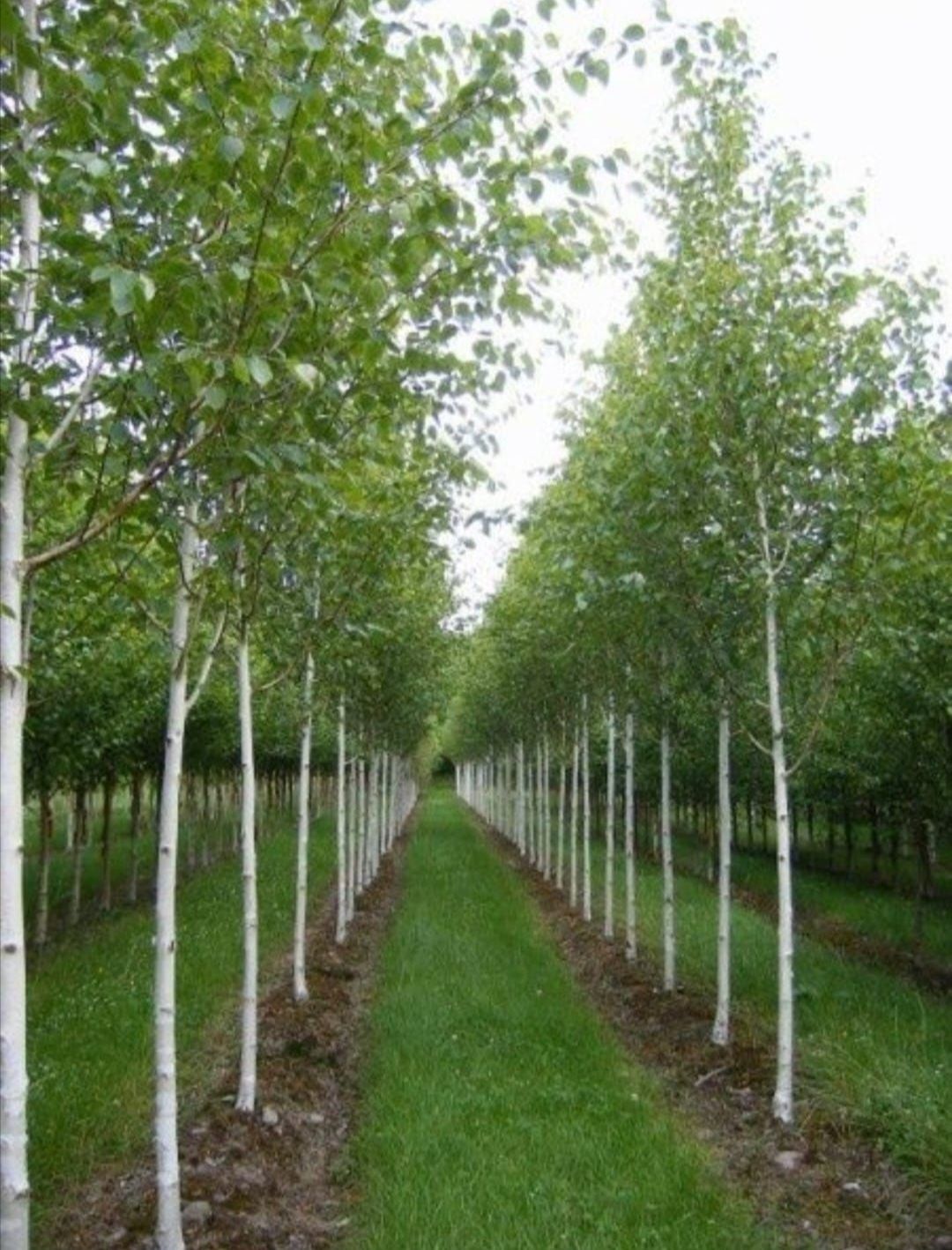 Arborii ornamentali (copacii foiosi)