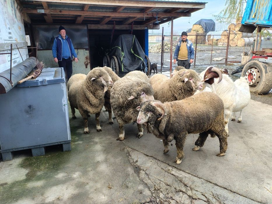 Berbeci merinos tapi boer