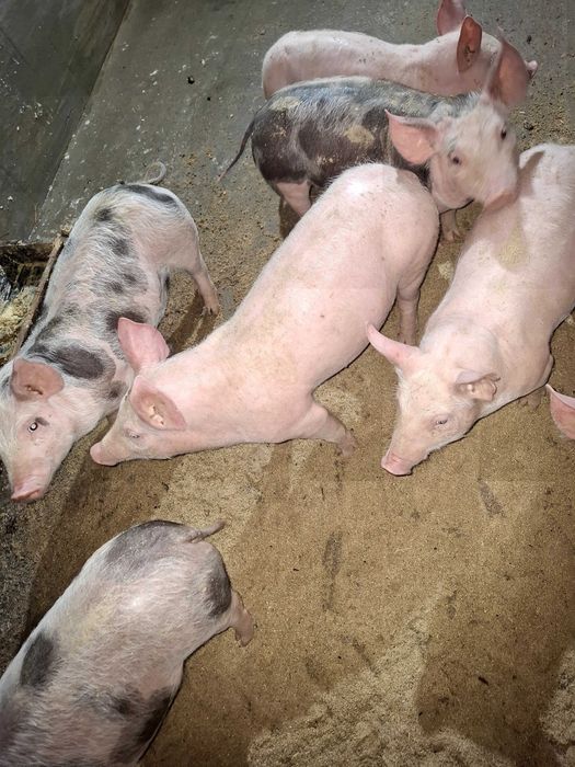 Продавам малки прасенца !