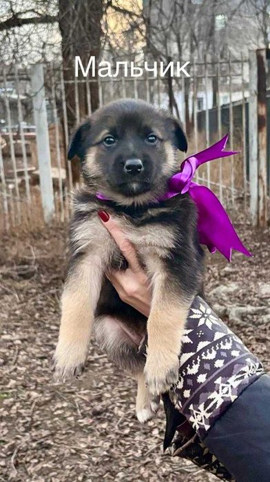 Милые карапузы ищут дом