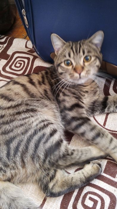 Коту отдам в даром, только в добрые руки.