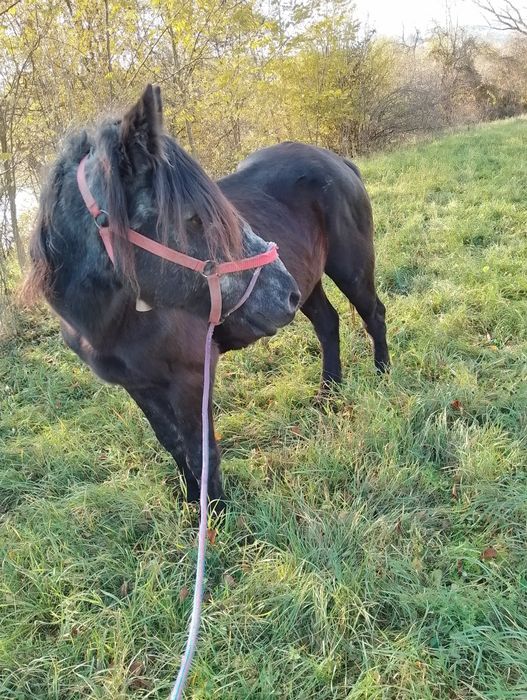 Vând cal sau schimb cu viței înțărcațidetalii la telefon