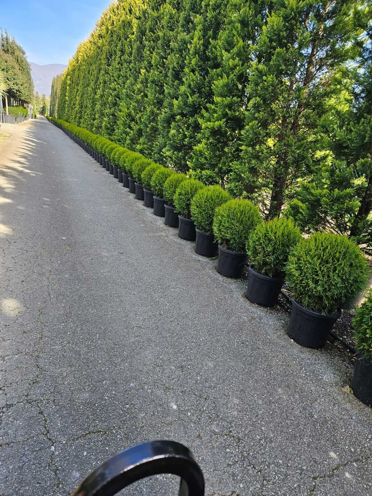 Plante verzi și sănătoase pentru un decor natural perfect