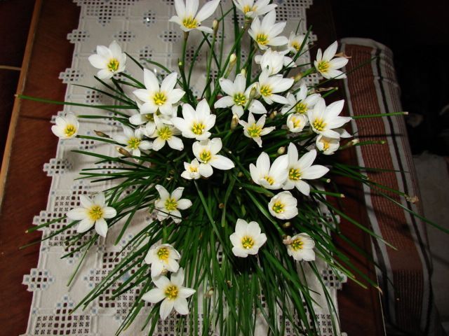продам луковицы зефирантеса белого