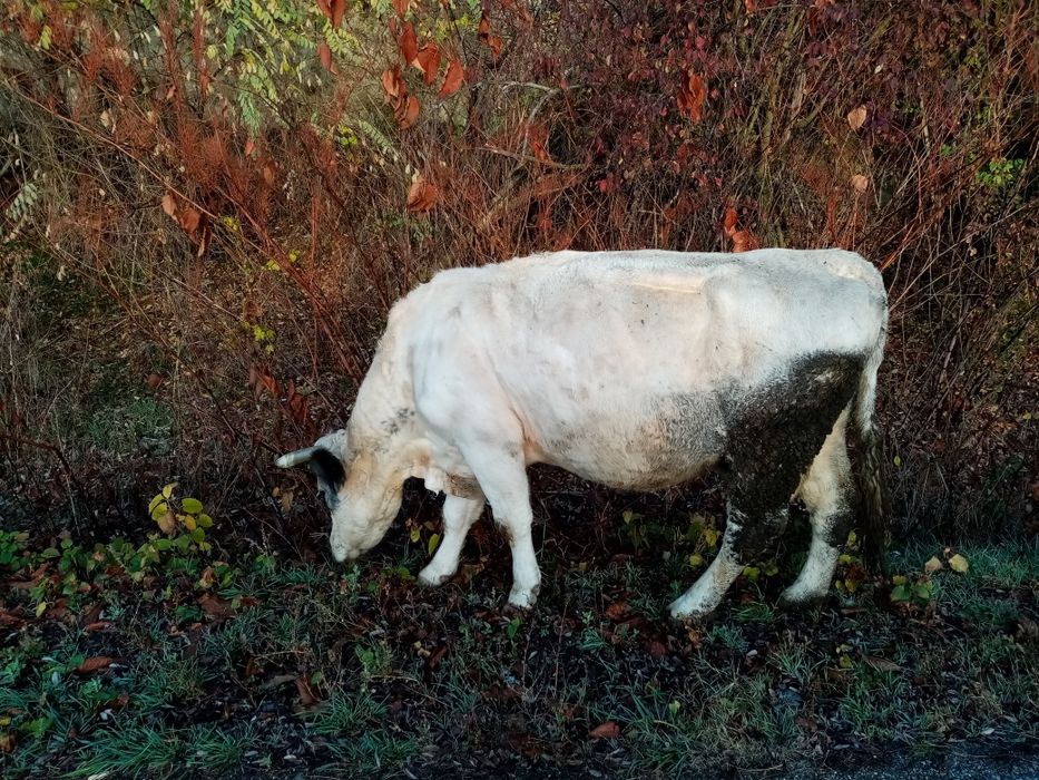 Vand vaca cu lapte,metis belga