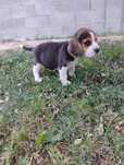 Cățel beagle foarte frumos
